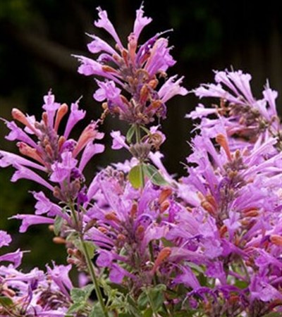 Mexican Giant Hyssop Acapulco® Deluxe Rose